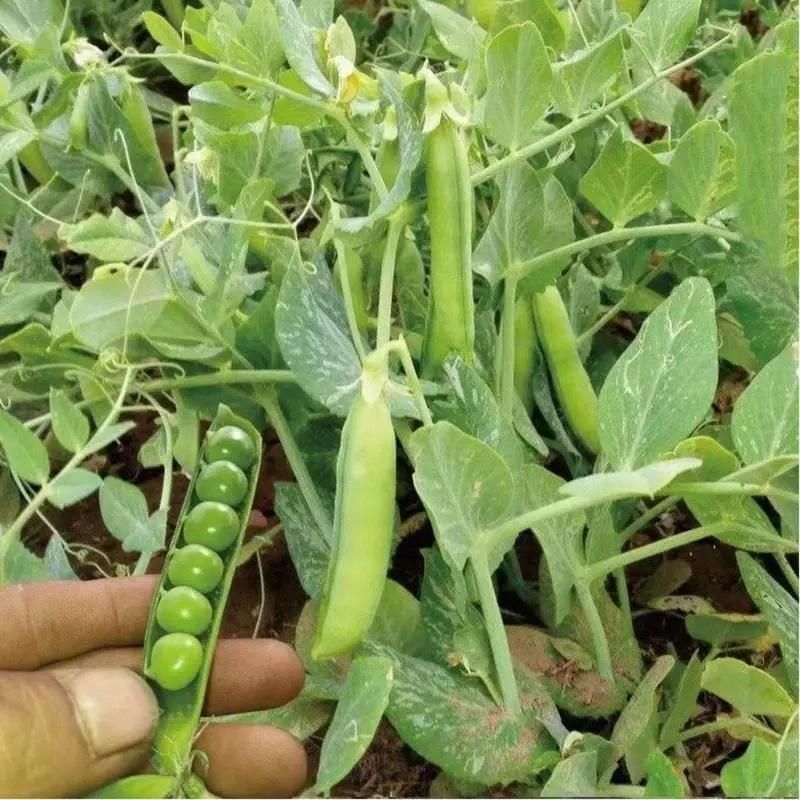 Green Peas Vegetable Seeds (Pack of 20)