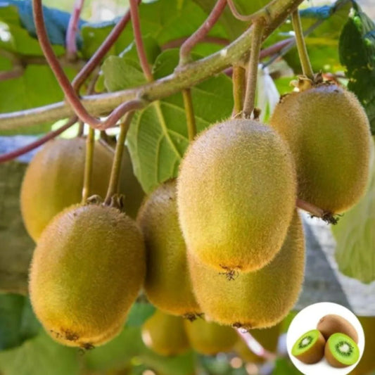 Kiwi,Juicy, Sour And Sweet, Suitable For Home Planting